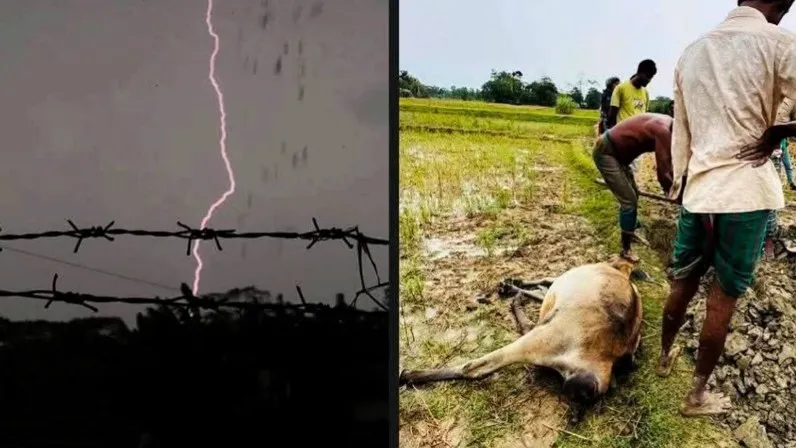 কলাপাড়ায় বজ্রপাতে অর্ধশত গরুর মৃত্যু 